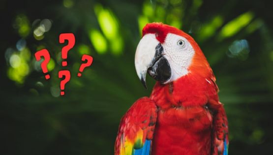 ¿Por qué no se recomienda tener animales exóticos como mascotas?