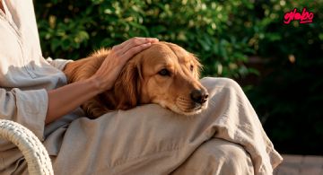 ¡Como Hachiko! Perrito 'abuelito' sigue esperando a su anterior dueña, pese a que ya murió