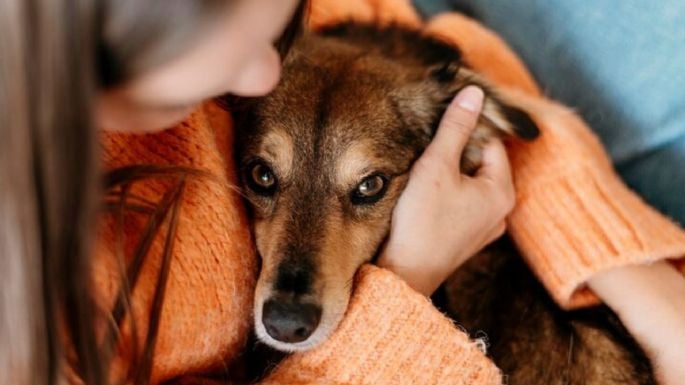 ¿Cuáles son las enfermedades más comunes en perros en invierno?