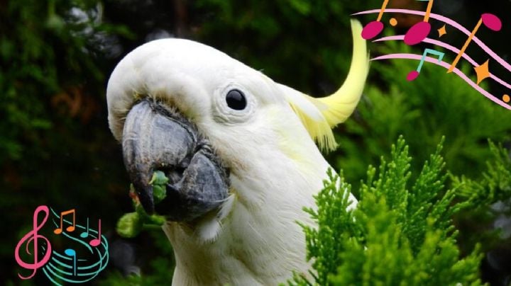 Lorito se hace viral al cantar 'Bidi bidi bom bom' de Selena (VIDEO)