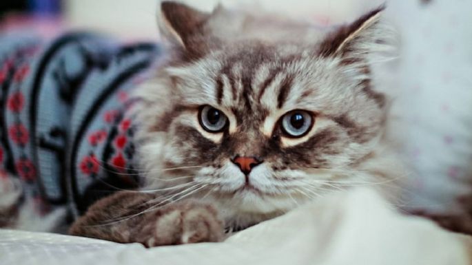 ¿Debo abrigar a mi gato en invierno? Así puedes saber si tu michi tiene frío y si debes taparlo