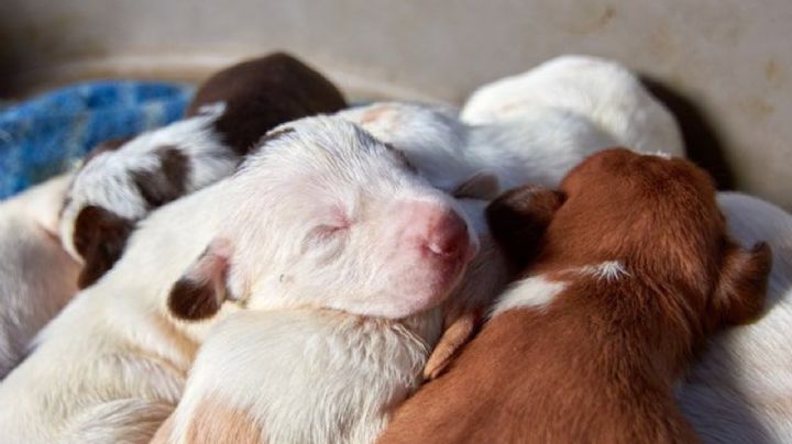 ¿Por qué tu perrita no quiere alimentar a sus cachorros? Te decimos las causas y qué debes hacer