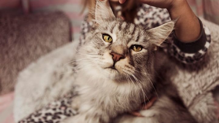 ¿Tu gato está resfriado? Conoce las causas, síntomas y 5 remedios caseros para curarlo
