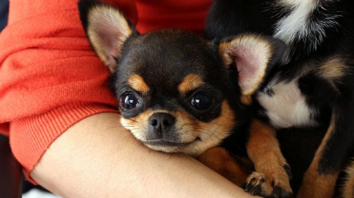 Perrita de Silvia Pinal llora al ver su abrigo y recordar a la famosa