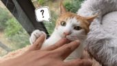 Foto ilustrativa de la nota titulada: ¿Por qué los gatos te muerden cuando los acaricias? Las causas no siempre son negativas