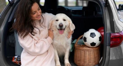 ¿Cómo viajar en auto con tu perro o gato? Consejos para un traslado seguro de tu mascota