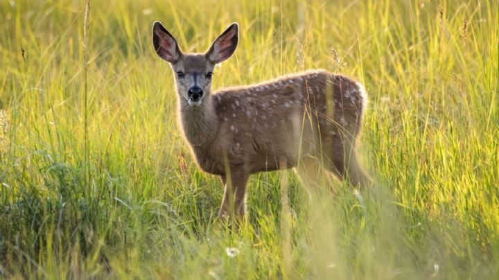La enfermedad del ciervo zombie, el nuevo virus que pone en alerta a las autoridades de salud