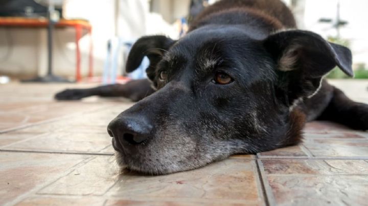 ¿Qué debes hacer si encuentras a un perro perdido o abandonado este inicio de año?