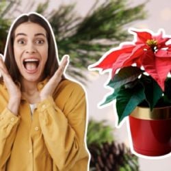 ¿Es verdad que las nochebuenas son tóxicas para perros y gatos? Cuida así a tus mascotas en Navidad