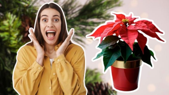 ¿Es verdad que las nochebuenas son tóxicas para perros y gatos? Cuida así a tus mascotas en Navidad