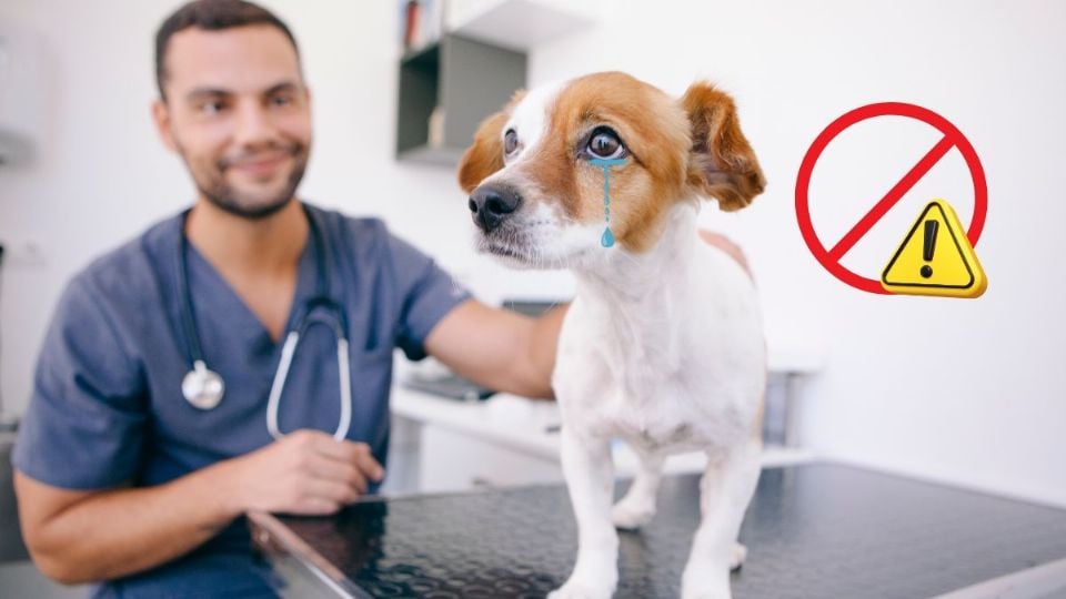 ¿Por qué no hay que cortarle la cola y orejas a los perros? Las consecuencias de esta práctica