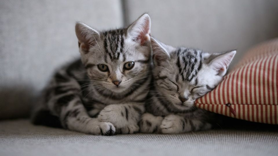 Muere Zeus, el famoso gato que habitaba en Palacio Nacional