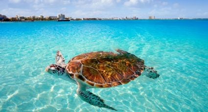 El Pueblo Mágico de Oaxaca con playas de aguas cristalinas ideal para practicar deportes acuáticos, tomar clases de surf y liberar tortugas marinas