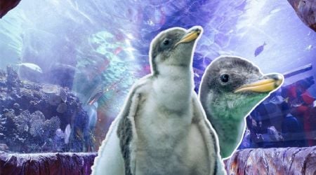 Elige el nombre de los pingüinos de CDMX cumpliendo estos requisitos y gana uno de estos premios