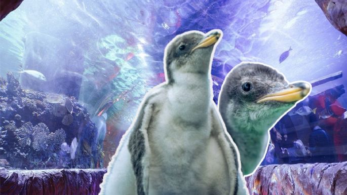 Elige el nombre de los pingüinos de CDMX cumpliendo estos requisitos y gana uno de estos premios