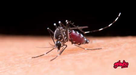 El truco para ahuyentar mosquitos con vinagre