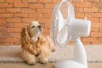 Foto ilustrativa de la nota titulada: TOP 10: Mejores ventiladores de 2025 para combatir la ola de calor