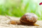 Foto ilustrativa de la nota titulada: ¿Cómo alejar los caracoles de tus plantas durante las lluvias?