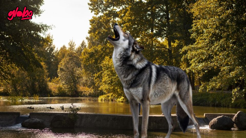 Este es el parque que se encuentra a 90 minutos de CDMX y conserva al lobo gris mexicano.