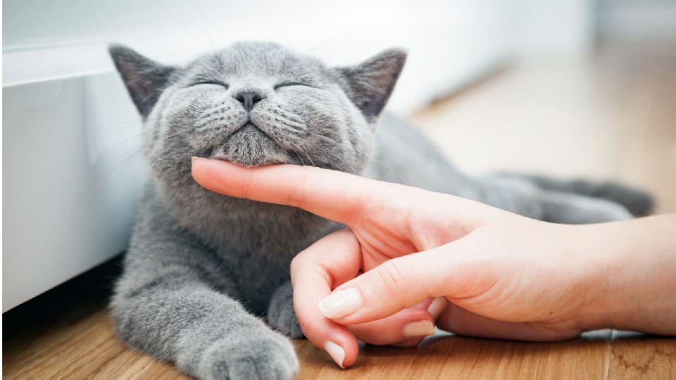 Así puedes entrenar a tu gato para que sea el más obediente.