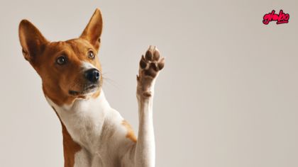 ¿Qué alimentos NUNCA le debes dar a tu perro?