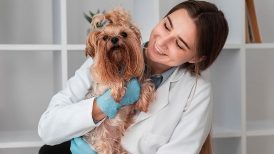 El Hospital Veterinario de la CDMX brinda una amplia gama de servicios diseñados para cuidar la salud de perros y gatos.