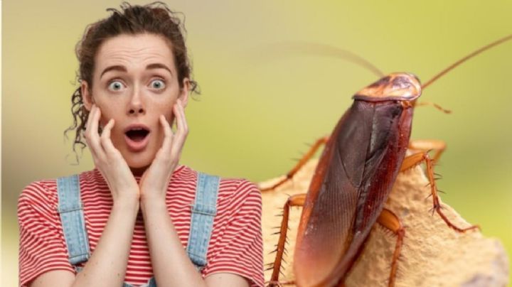 ¿Cuáles enfermedades te puede transmitir una cucaracha?