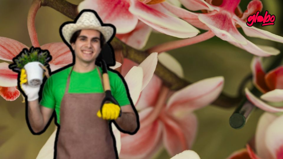 Descubre el fertilizante natural que revitaliza tus orquídeas y potencia su floración como nunca antes.
