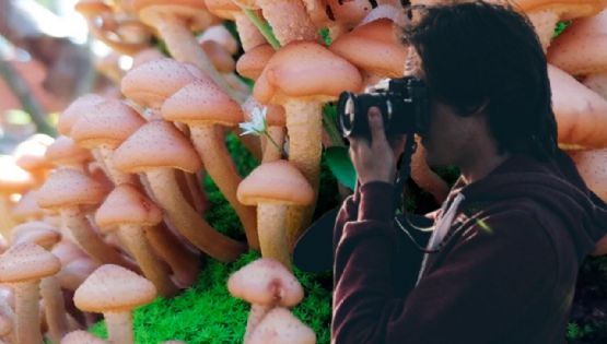 Esta ruta de hongos en el norte de Edomex es fantástica para disfrutar el verano con amigos