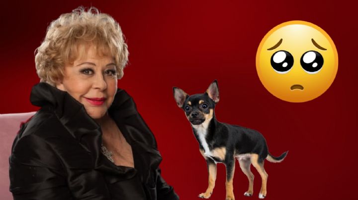 Perrita de Silvia Pinal llora al ver su abrigo y recordar a la famosa