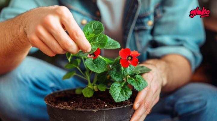 Este abono orgánico es 'oro en polvo' para que la Nochebuena vuelva a dar flores