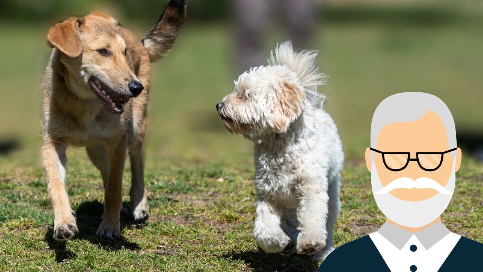 Pasear con tus mascotas puede mejorar la movilidad y el ánimo de los adultos mayores.