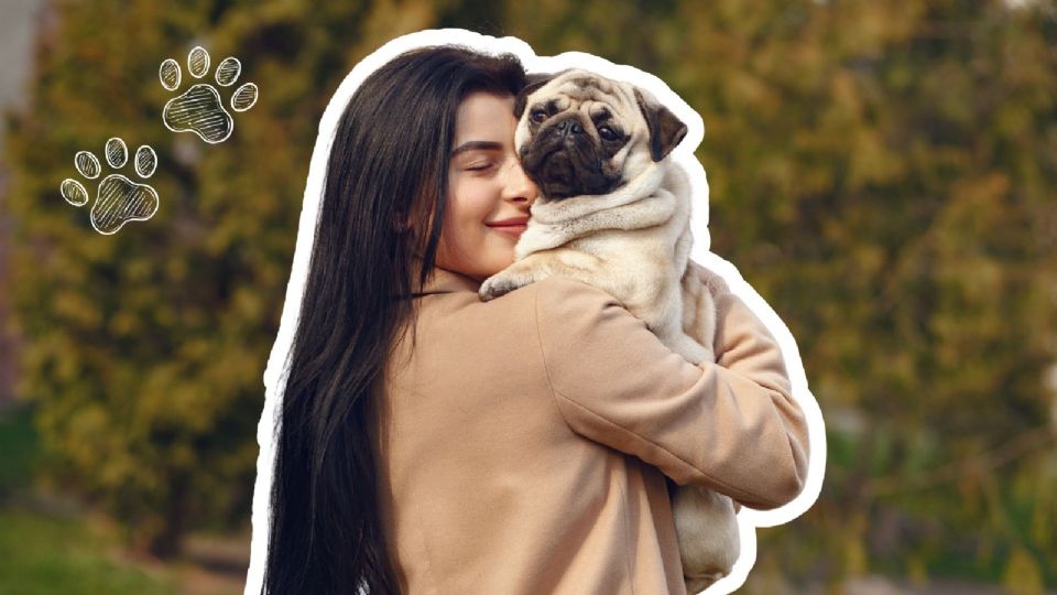 El Día del Pug reúne a dueños y amantes de esta adorable raza en un evento lleno de diversión.