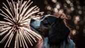 Foto ilustrativa de la nota titulada: ¿Cómo cuidar a las mascotas de la pirotecnia, cohetes y fuegos artificiales?