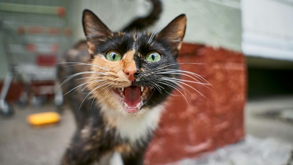 Pasar tiempo jugando y compartiendo espacios cercanos fortalece la relación entre dueños y gatos, mejorando su confianza y sociabilidad.