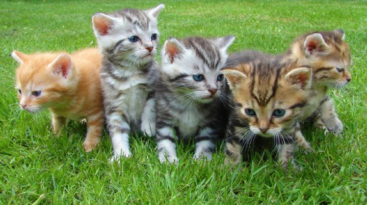 ¿Cuáles son las razas de gatos ideales para una familia?