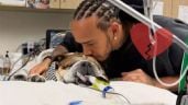 Foto ilustrativa de la nota titulada: ¿Cuántos años tiene Roscoe, perro de Lewis Hamilton en coma, y cuántos años vive un Bulldog Inglés?