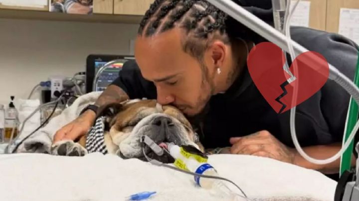 ¿Cuántos años tiene Roscoe, perro de Lewis Hamilton en coma, y cuántos años vive un Bulldog Inglés?