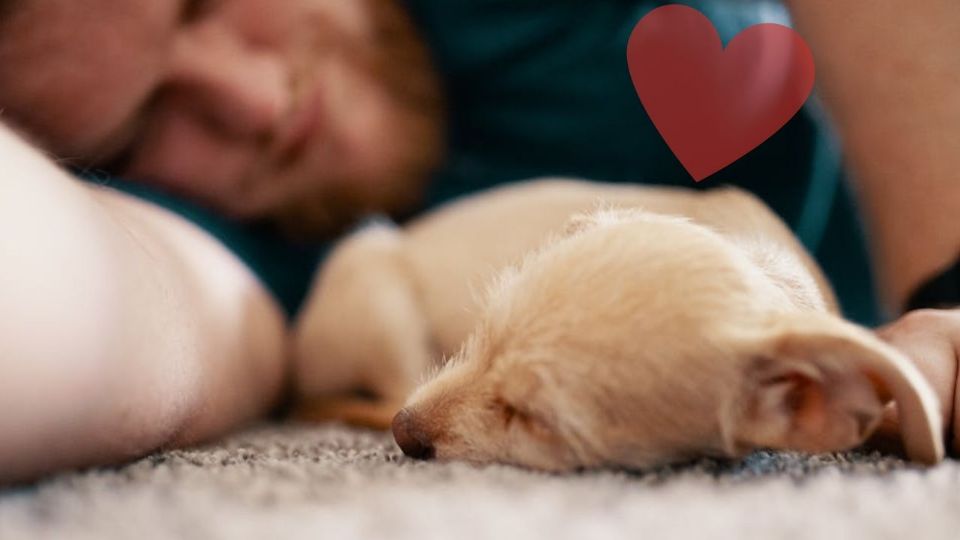 Si decides compartir la cama con tu mascota, es fundamental seguir ciertas recomendaciones para minimizar riesgos