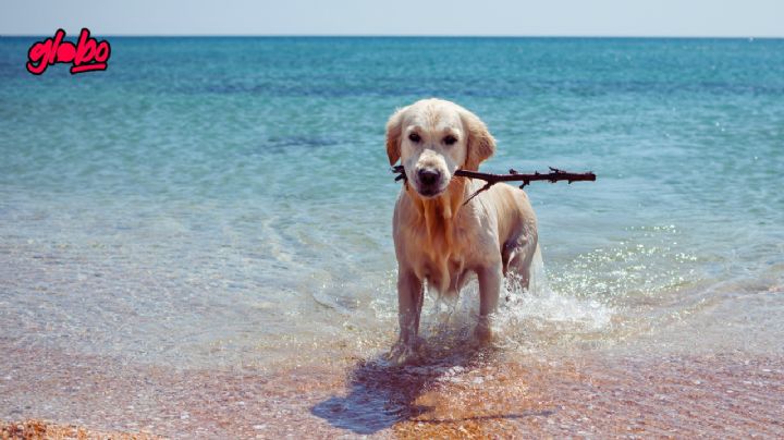 ¿Quieres ir a la playa con tu mascota? Estos sitios de México son ideales