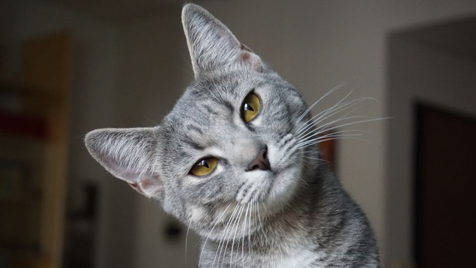 La caída natural de bigotes ocurre un par de veces al año, aunque su pérdida excesiva puede indicar problemas de salud.