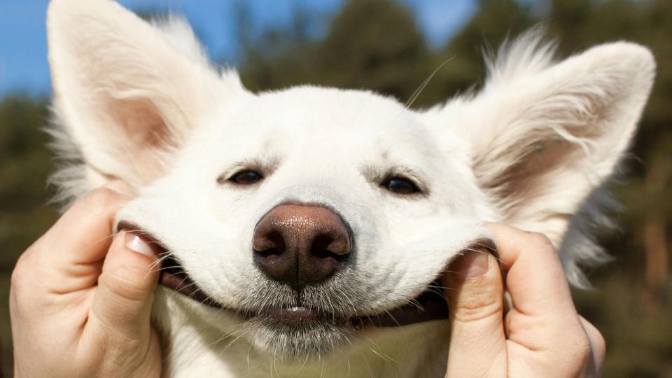 Durante el verano, es importante cuidar la hidratación y evitar paseos en las horas más calurosas.