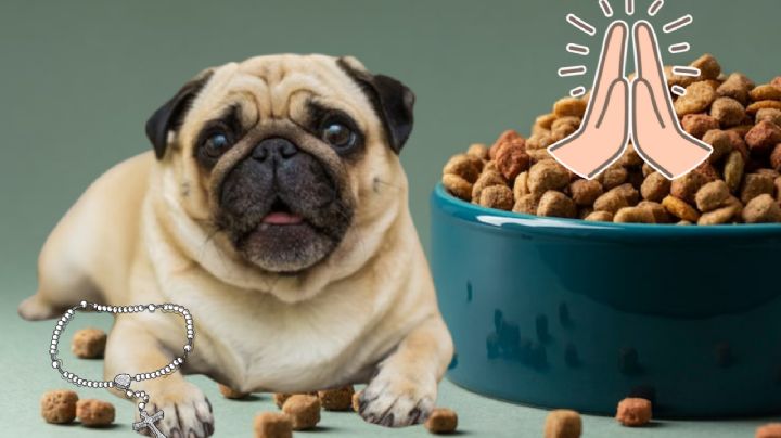 Perrita Pug se viraliza por 'rezar' agradeciendo sus croquetas y chuletita (VIDEO)