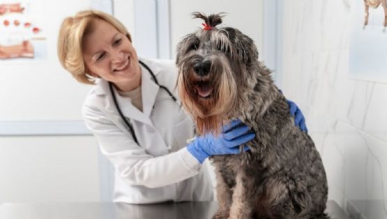 Ventajas y desventajas de esterilizar a tu perrita y qué alternativas existen