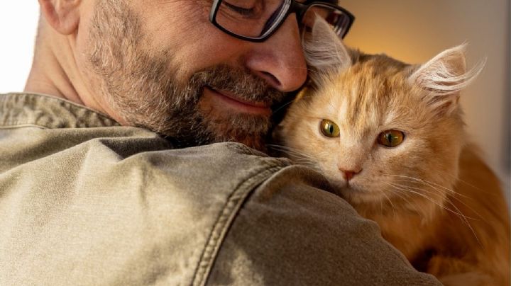 ¿Los gatos tiene memoria a corto o largo plazo? Así recuerdan tus michis