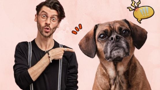 10 cosas que hace tu perro con las que te dice que está enojado contigo