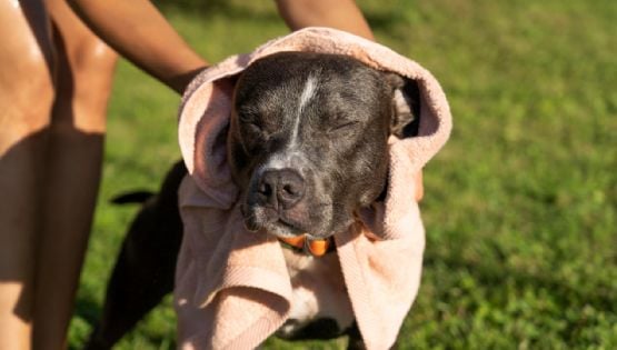 ¿Cómo saber si tu perro tiene energías pesadas y qué hacer para limpiarlo?