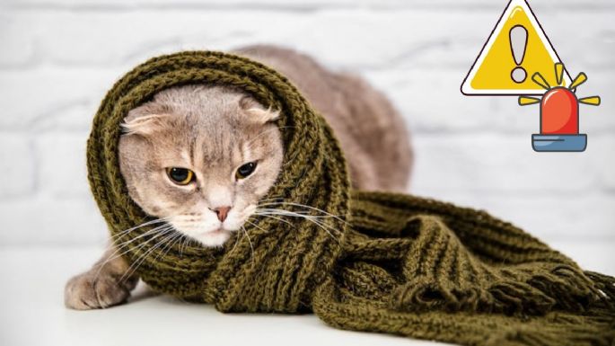 ¿Debes tapar a los gatos para dormir en la noche y cómo saber si tu michi tiene frío?