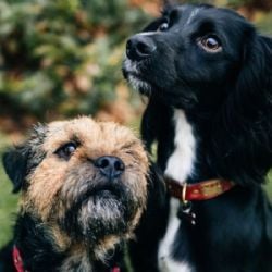 ¿Tienes varias mascotas? Conoce las 10 razas de perros reactivos con otros animales