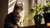 Foto ilustrativa de la nota titulada: ¿Qué tipos de plantas de interior son seguras para tus gatos?